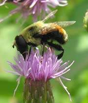 لدغ النحل أحدث وسيلة لعلاج الروماتيزم والضغط 
